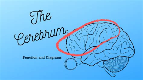 Cerebrum: Function Of The Largest Part Of The Human Brain - Science Trends