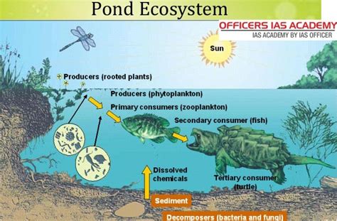 Pond Ecosystem Diagram | Quizlet