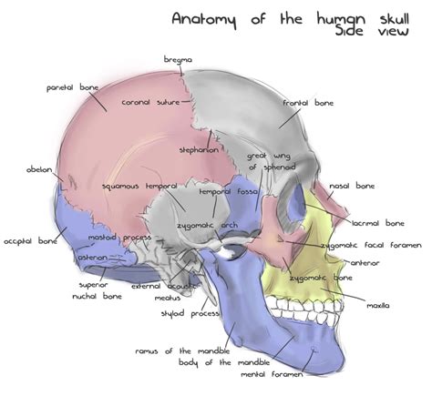 Annotated human skull anatomy - side view by shevans on DeviantArt