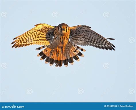 American Kestrel in Flight stock photo. Image of flying - 85998534