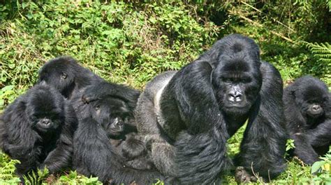 Gorilla Families In Rwanda- Volcanoes National Park, Gorilla Groups