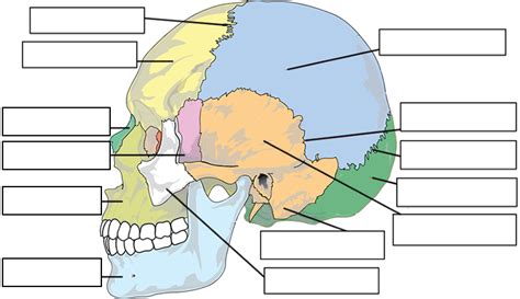 Label the Bones of the Skull