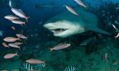 Bull Shark Location: Where Do Bull Sharks Live? - A-Z Animals