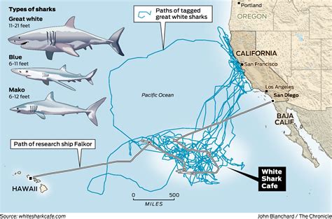 Great White Shark Migration Map