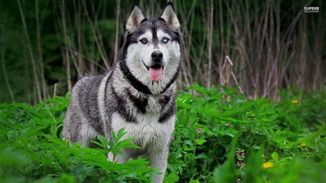 Siberian Husky Wallpapers - Wallpaper Cave