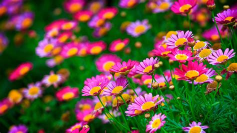 Desktop Background Flower Wallpaper Hd Nature - img-omnom