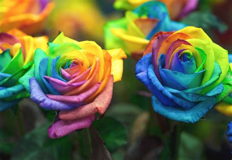 How to Make Rainbow Roses