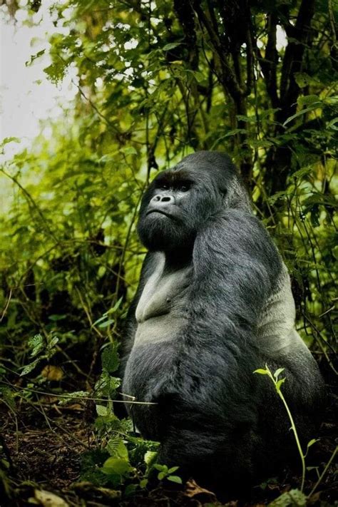 Protecting Gorilla Habitats and Sustaining Communities in Uganda.