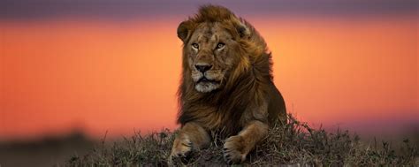 Wallpaper | A Lion At Sunset | Art Of Safari