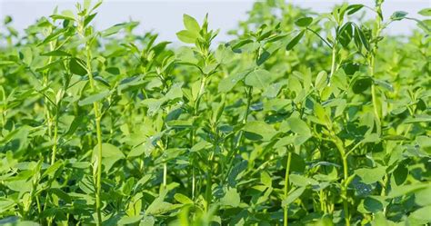 Can Cows Eat Alfalfa? – Agriculture Site