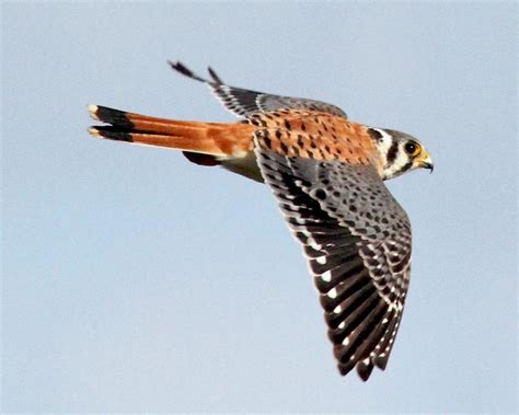 American Kestrel - Falco sparverius | Wildlife Journal Junior