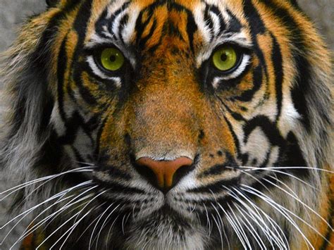 Angry Tiger Eyes Wallpapers - Wallpaper Cave