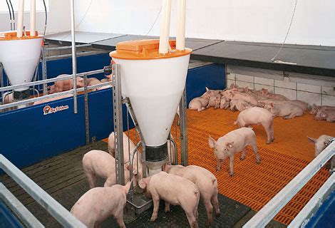 Dry feeding and liquid feeding in pig rearing - Big Dutchman