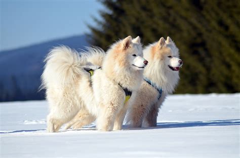 The Samoyed Puppy: Everything You Need to Know about the Ultimate Snow Dog | The Dog People by ...