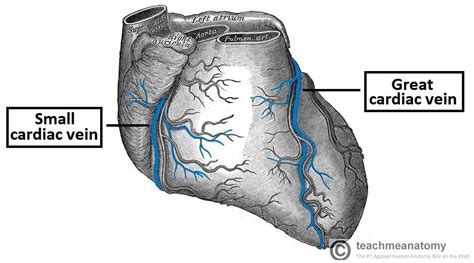 Arteries And Veins Diagram Heart