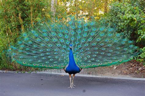 Opening up his amazing spread of tail feathers, the peacock will strut in front of a small group ...