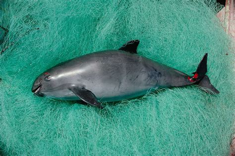 Vaquita Porpoise Diet - Dennie Phillis