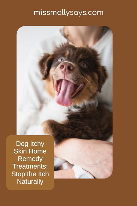 Dog Itchy Skin Home Remedy Treatments: Stop the Itch Naturally