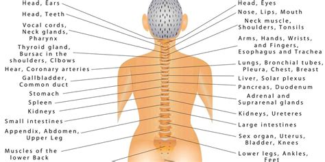 Lower Back Internal Organs - Lower Back Muscles Anatomy - Image result for back muscles ... : In ...