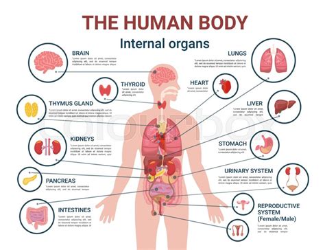 Human body internal organs and parts ... | Stock vector | Colourbox