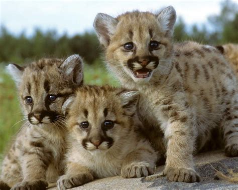 Mountain Lion Cubs Facts