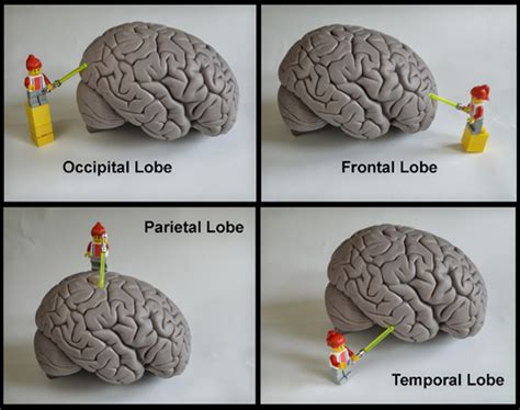 Brain Diagram Lobes