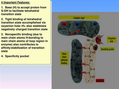 PPT - Proteolysis PowerPoint Presentation, free download - ID:2136144