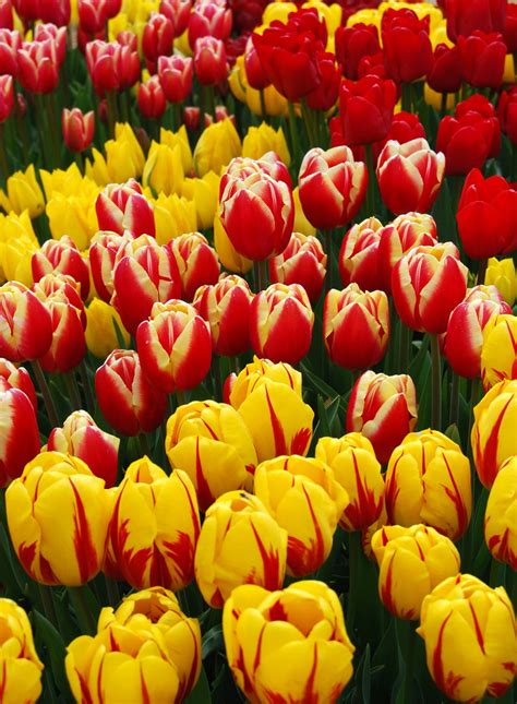 Tulips, yellow and red Free Photo Download | FreeImages