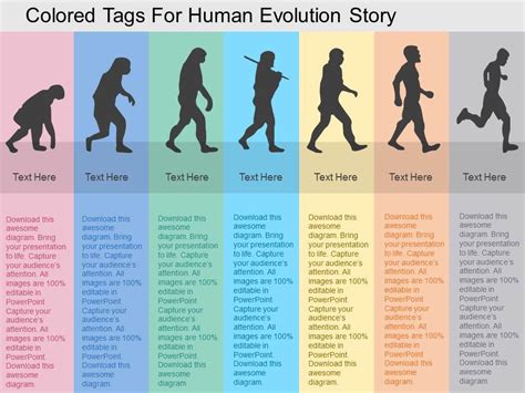 Evolution Of Man Names Of Stages