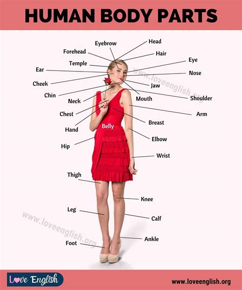 Body Parts Names: 65 Proper Names for Human Body Parts - Love English