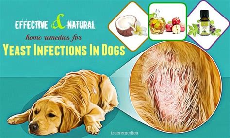 26 Effective & Natural Home Remedies For Yeast Infections In Dogs