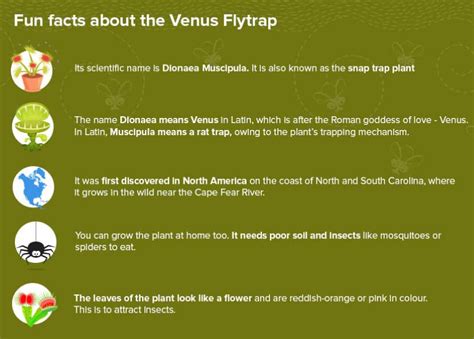 The Bizarre Venus Flytrap!