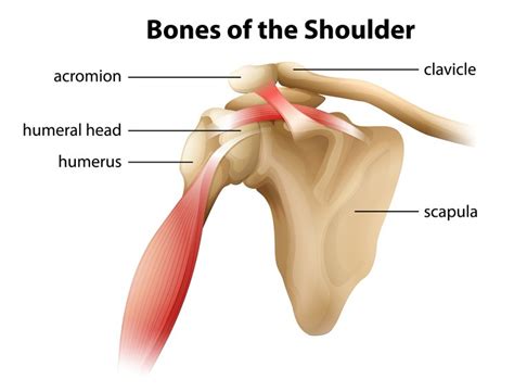 coracoid process - Google Search | Personal injury attorney, Shoulder anatomy, Shoulder bones