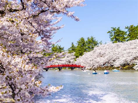 Sakura Tree Meaning | Bruin Blog