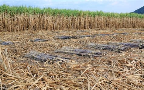 Premium Photo | Sugar cane harvesting season, thailand