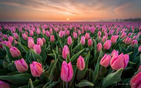 Pink Tulips - Flowers & Nature Background Wallpapers on Desktop Nexus (Image 2484566)