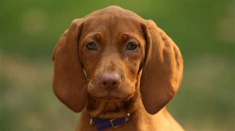 Redbone Coonhound Wikipedia