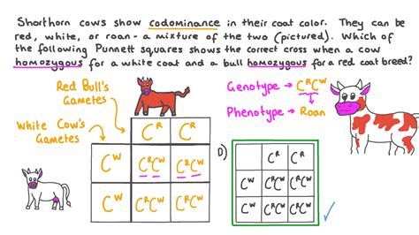 Codominance Punnett Square Examples - pic-cheerio