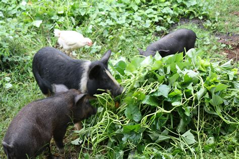 Spread Organic Agriculture in the Philippines: SEMINAR: Native Pigs, June 2