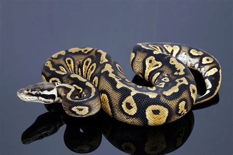 50 Ball Python Morphs: Types, Colors & Pictures (Ultimate List)