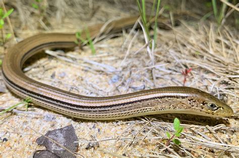 Slender Glass Lizard | South Carolina Partners in Amphibian and Reptile Conservation