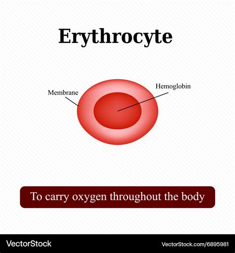 The structure of the red blood cell Erythrocyte Vector Image