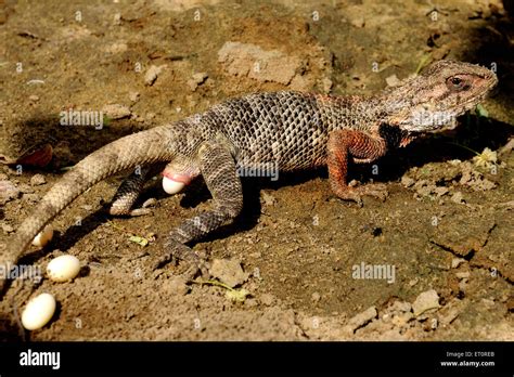 Reptile Eggs High Resolution Stock Photography and Images - Alamy