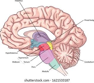 7,577 Brain Stem Royalty-Free Images, Stock Photos & Pictures | Shutterstock