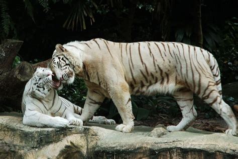 Bengal Tiger Animal Facts | Panthera Tigris Tigris | AZ Animals