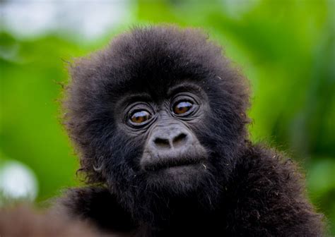 mountain gorilla – mountain gorillas rwanda – G4G5