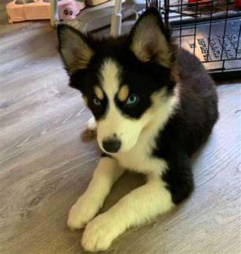 Border Collie/Husky Mix! This is the most precious pup I've ever seen. Can anyone help me find a ...