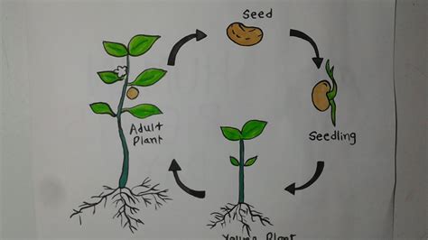 Life Cycle Of A Flowering Plant Diagram For Kids