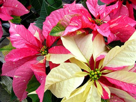 Flower Homes: Poinsettia Flowers