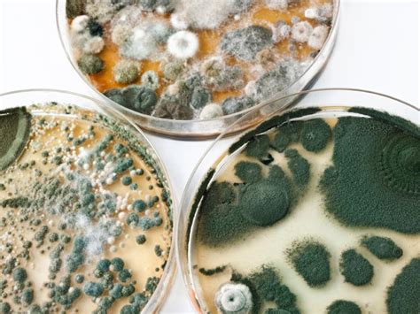 Mold Spores, The Environmental Decomposer | Mold Awareness